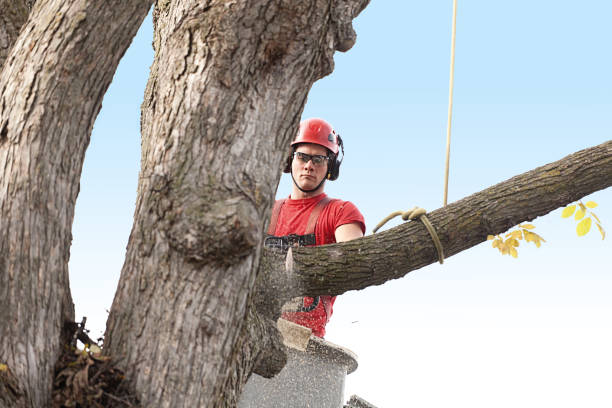 Best Tree and Shrub Care  in Quincy, MI